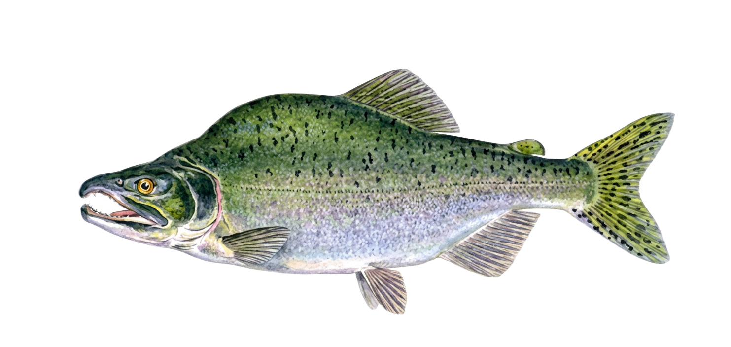 Pukkellaks