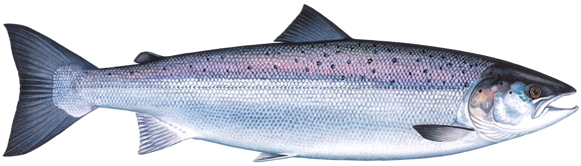 Nygått villaks