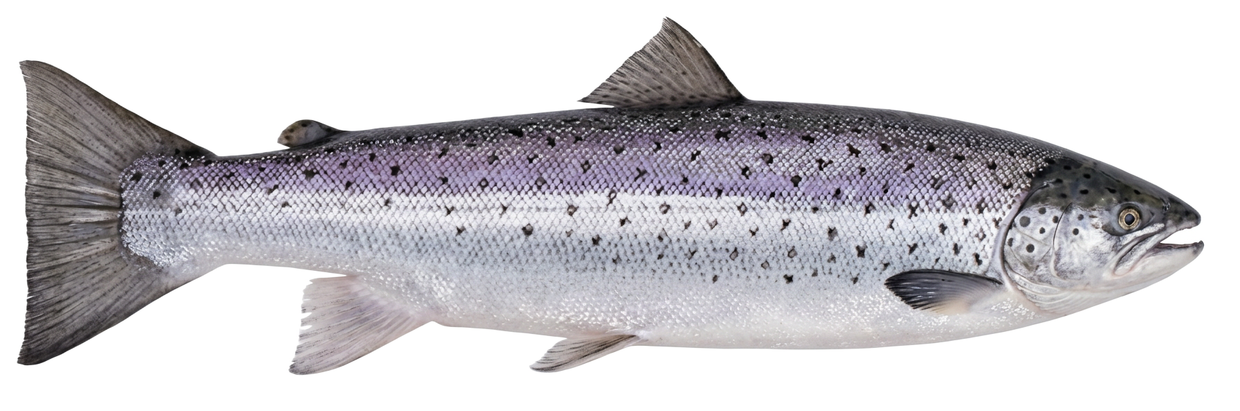 Sjøørret